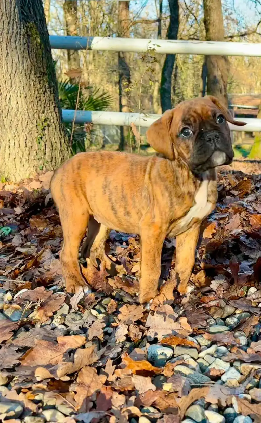 Chiot Boxer femelle disponible à la vente