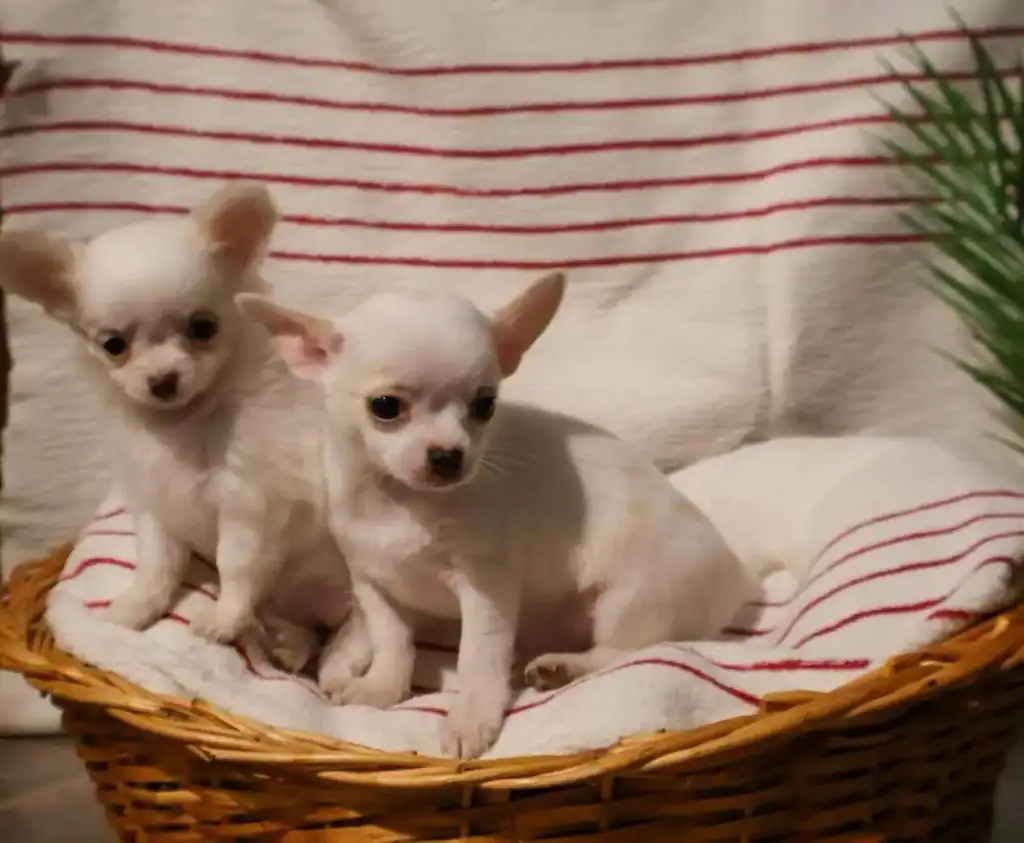 Vente de chiots chihuahua