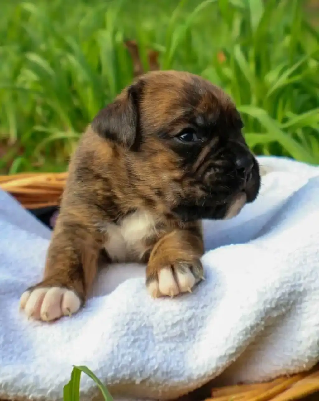 Vente de Chiots Boxer : à réserver